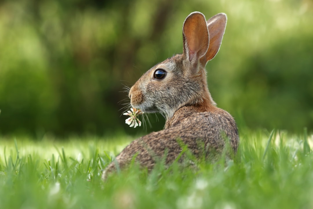 Photo Rabbit warren